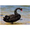 Image 1 : New Zealand Black Swan Hunt  for one  Cardrona Outfitters