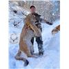 Image 1 : Guided Mountain Lion Hunt   Lonetree Outfitters  Brady Loveless