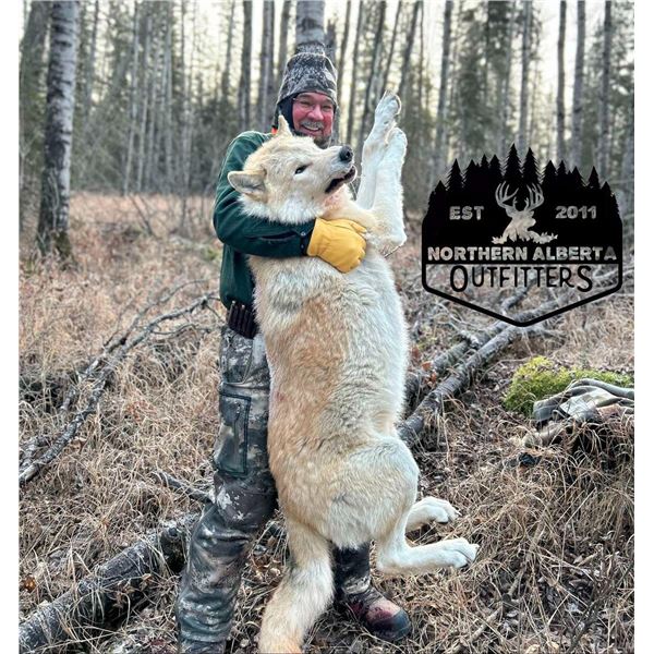 Alberta Wolf Hunt    Northern Alberta Outfitters
