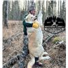 Image 1 : Alberta Wolf Hunt    Northern Alberta Outfitters