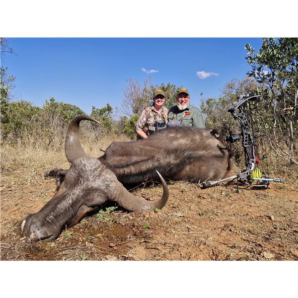 South Africa Cape Buffalo Cow Hunt with  De Wet Hunting Safaris
