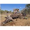 Image 1 : South Africa Cape Buffalo Cow Hunt with  De Wet Hunting Safaris