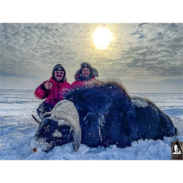 Guided Spring Barren Ground Muskox Hunt  For 1 or 2 Hunters From  Canada North Outfitting
