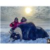 Image 1 : Guided Spring Barren Ground Muskox Hunt  For 1 or 2 Hunters From  Canada North Outfitting