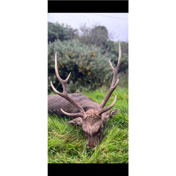 Free Range Sika Stag Plus Wild Irish Goat Hunt for One   Rock House Estate