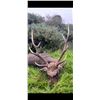 Image 1 : Free Range Sika Stag Plus Wild Irish Goat Hunt for One   Rock House Estate