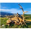 Image 1 : New Zealand 5-Day Red Stag  up to 320 SCI Hunt for 1 Hunter   Cardrona Outfitters