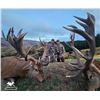 Image 2 : New Zealand 5-Day Red Stag  up to 320 SCI Hunt for 1 Hunter   Cardrona Outfitters
