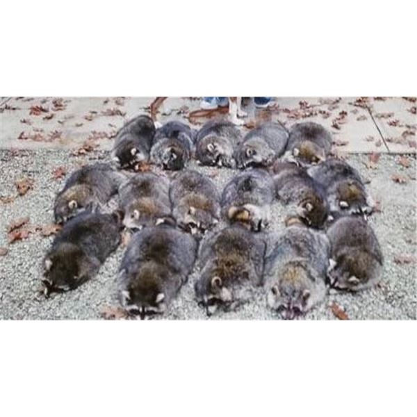 Kentucky Coon Hunt  Ghost Holler Whitetails