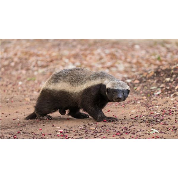 7 Day Limpopo Honey Badger for Two Hunters Chris DuPloy Safaris