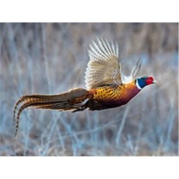 Missouri Pheasant Hunt for two from Safari Unlimited