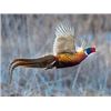 Image 1 : Missouri Pheasant Hunt for two from Safari Unlimited