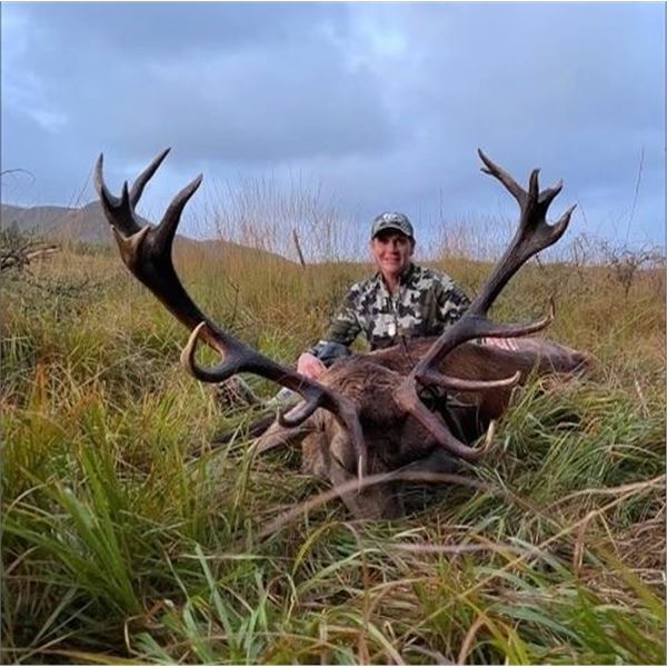 Free Range Red Stag and Sika Stag or Fallow Buck from Rock House Sporting Estate