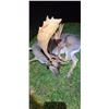 Image 3 : Free Range Red Stag and Sika Stag or Fallow Buck from Rock House Sporting Estate