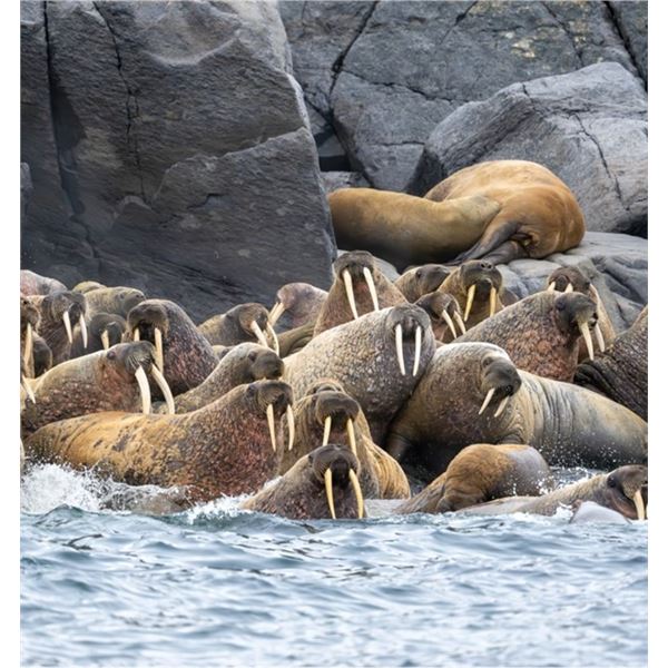 Atlantic Walrus with Canada North Outfitting
