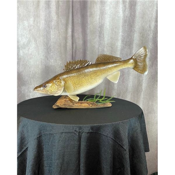 Fish Taxidermy  The Fish Studio