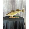 Image 1 : Fish Taxidermy  The Fish Studio