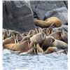 Image 1 : Atlantic Walrus with Canada North Outfitting