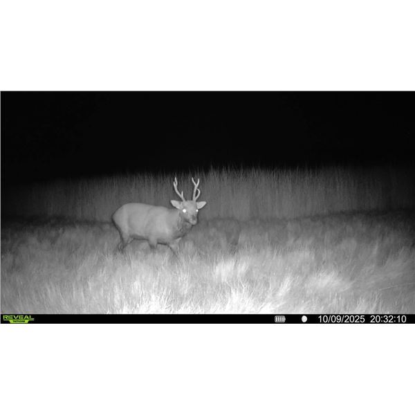 Ghost Deer on the Eastern Shore