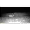 Image 1 : Ghost Deer on the Eastern Shore