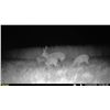 Image 2 : Ghost Deer on the Eastern Shore