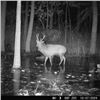 Image 5 : Ghost Deer on the Eastern Shore