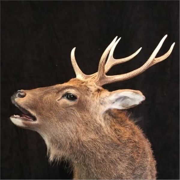 Creative Concepts Taxidermy Credit