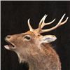 Image 1 : Creative Concepts Taxidermy Credit