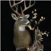 Image 2 : Creative Concepts Taxidermy Credit