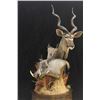 Image 4 : Creative Concepts Taxidermy Credit