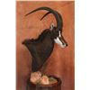 Image 5 : Creative Concepts Taxidermy Credit