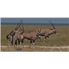 Image 2 : 10-Day Namibian Safari for Two Hunters & Two Guests