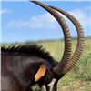 Image 4 : 10-Day Namibian Safari for Two Hunters & Two Guests