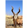Image 6 : 10-Day Namibian Safari for Two Hunters & Two Guests