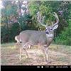 Image 2 : Trophy Whitetails by Bow in Ohio