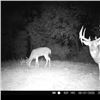 Image 3 : Trophy Whitetails by Bow in Ohio