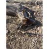 Image 4 : Arizona Archery Coues Deer for Two