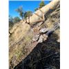 Image 5 : Arizona Archery Coues Deer for Two