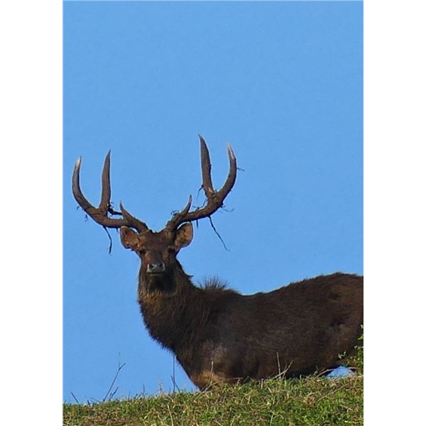 Rusa Deer in Beautiful Mauritius