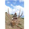 Image 2 : Rusa Deer in Beautiful Mauritius