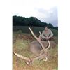 Image 4 : Rusa Deer in Beautiful Mauritius