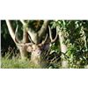 Image 5 : Rusa Deer in Beautiful Mauritius