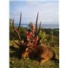 Image 6 : Rusa Deer in Beautiful Mauritius
