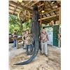Image 1 : Three Day Florida Alligator Hunt and Inshore Saltwater Fishing