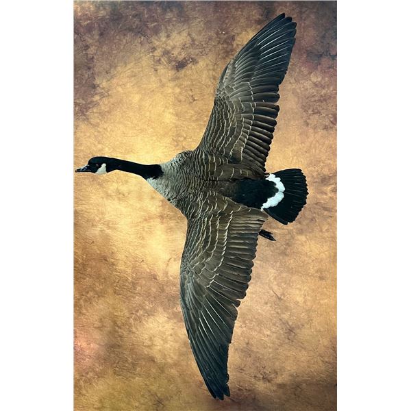 Artistic Goose Taxidermy