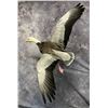 Image 3 : Artistic Goose Taxidermy