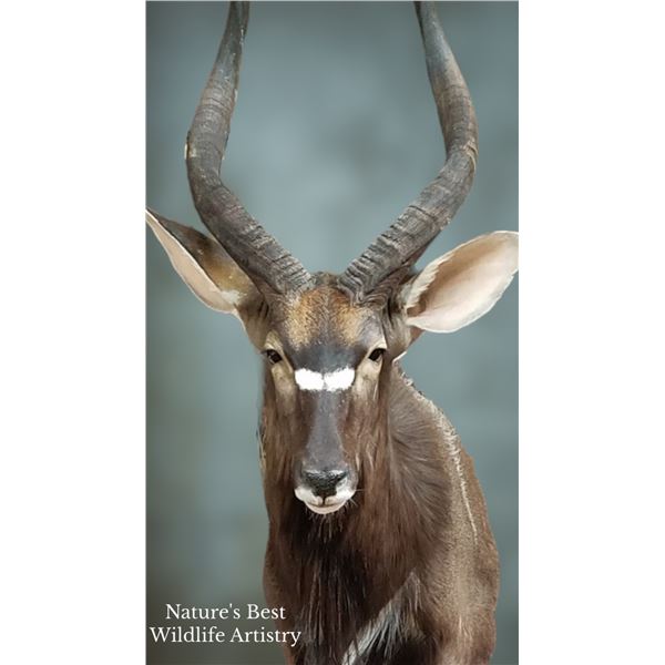 Nature’s Best Wildlife Artistry Taxidermy Credit