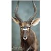 Image 1 : Nature’s Best Wildlife Artistry Taxidermy Credit