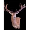 Image 2 : Nature’s Best Wildlife Artistry Taxidermy Credit