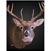 Image 3 : Nature’s Best Wildlife Artistry Taxidermy Credit